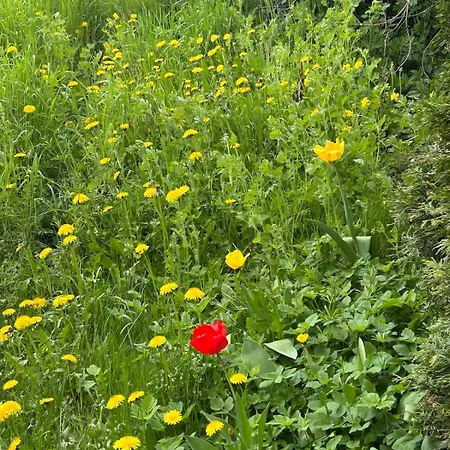 Gemuetlich Wohnen In Blankenstein Am Rennsteig