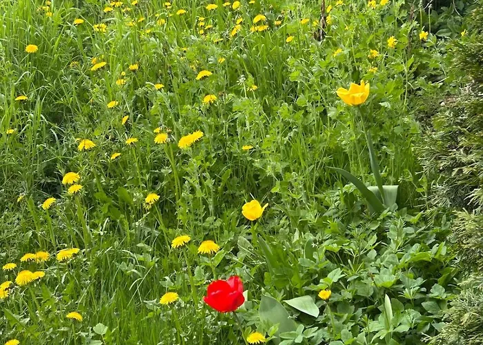 Gemuetlich Wohnen In Blankenstein Am Rennsteig